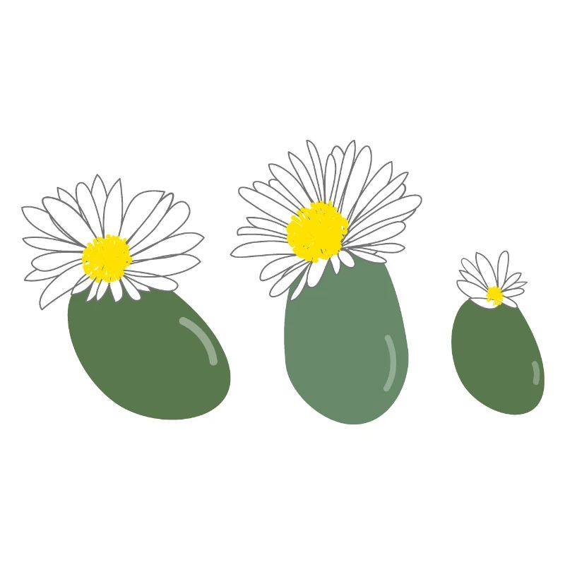 Fleur de lithops2