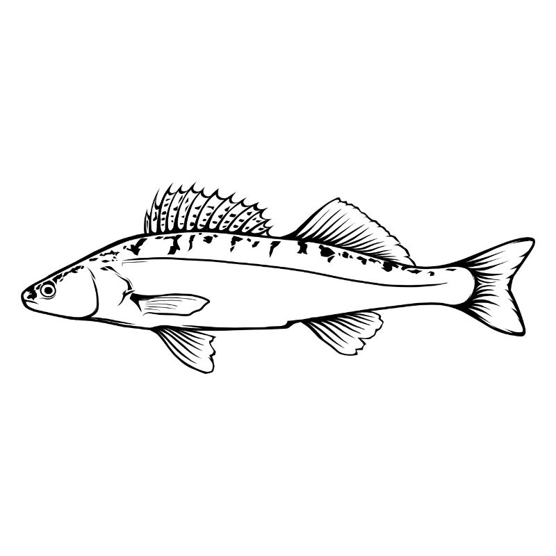 Zander Outline by Scuba.Style