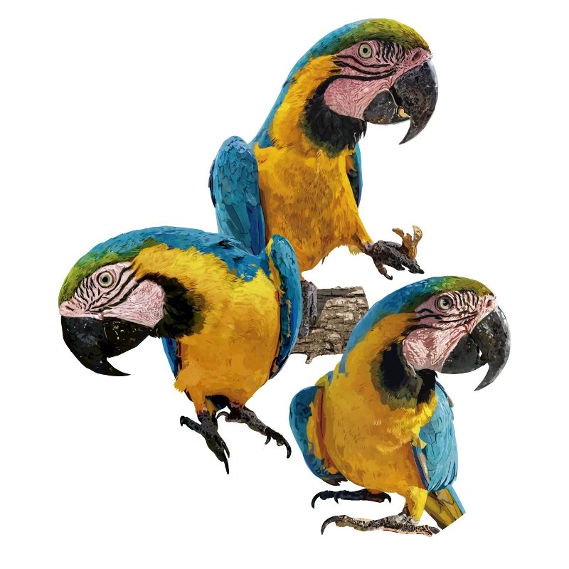 L’ara bleu et jaune