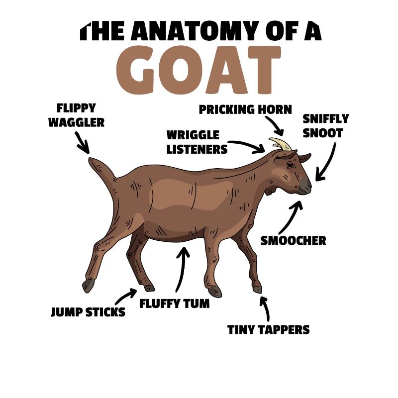 Explication de l’anatomie d’une chèvre mignonne