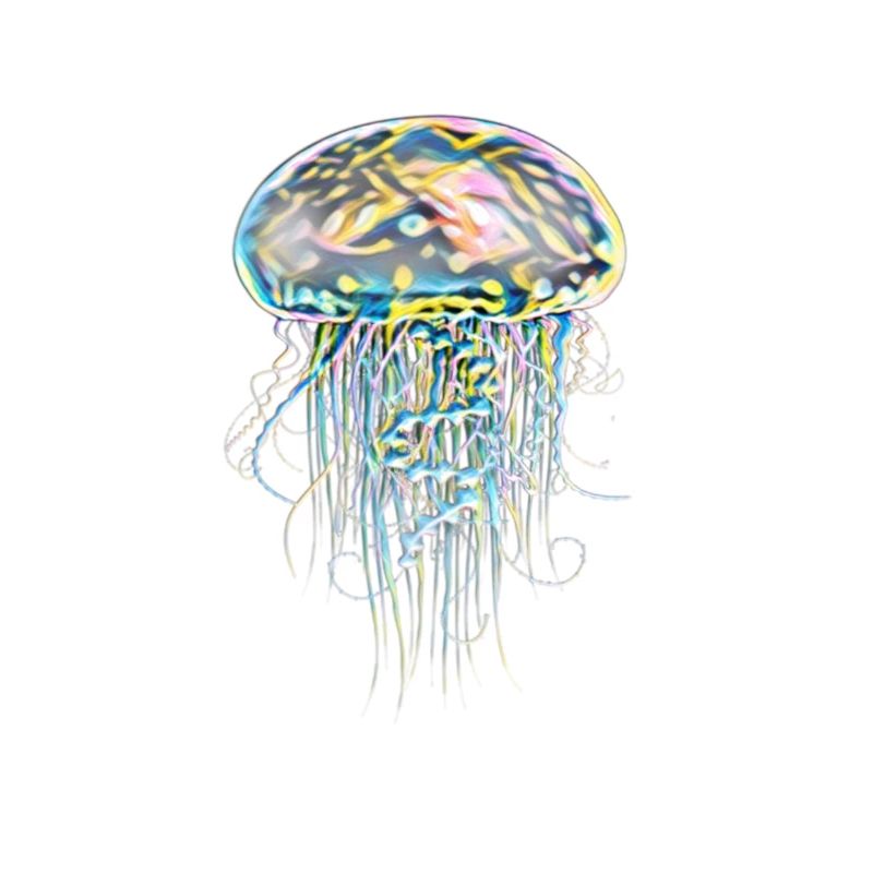 Jellyfish