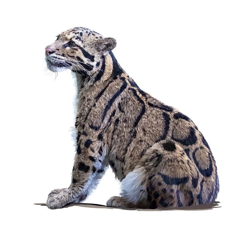 Clouded leopard