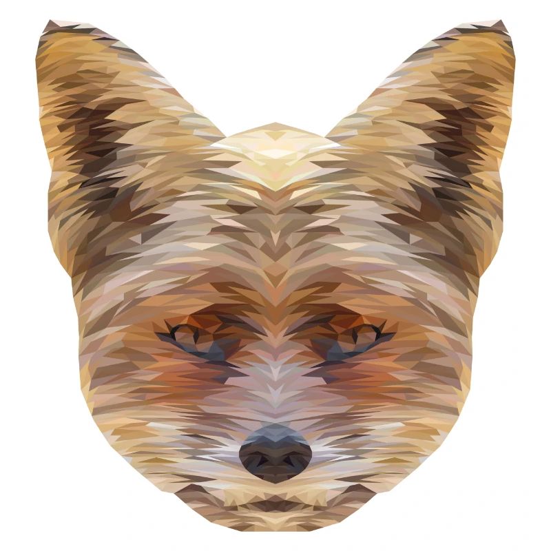Polygone de renard