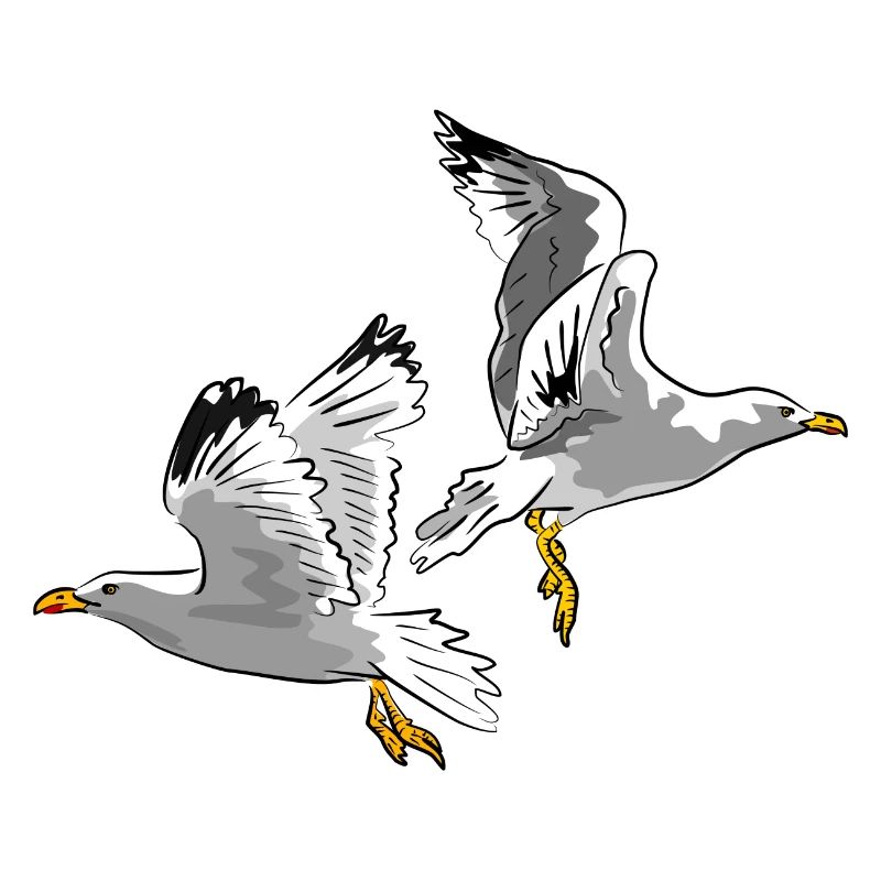 mouette