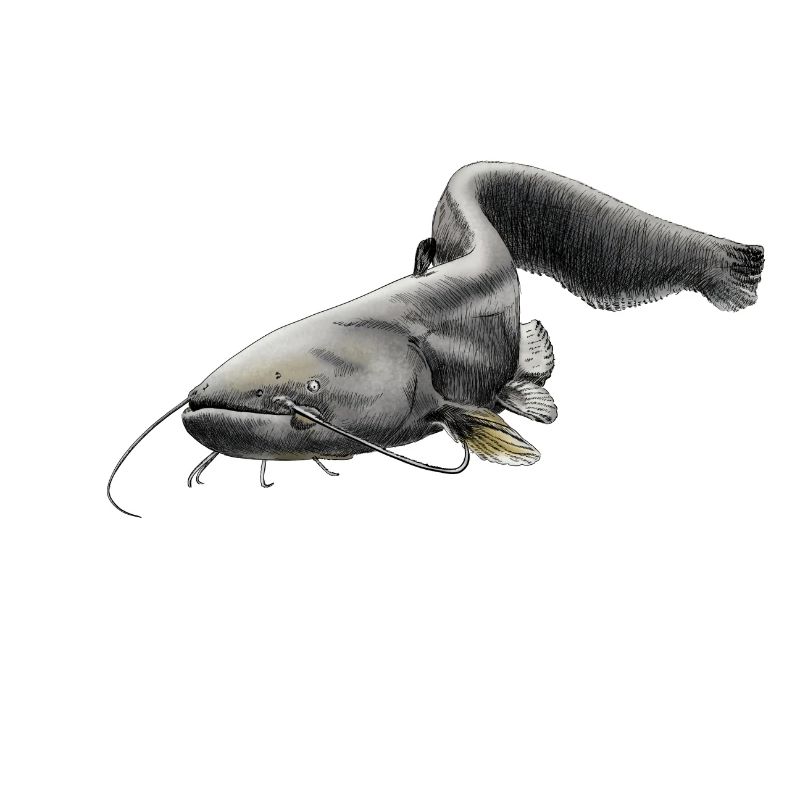 catfish