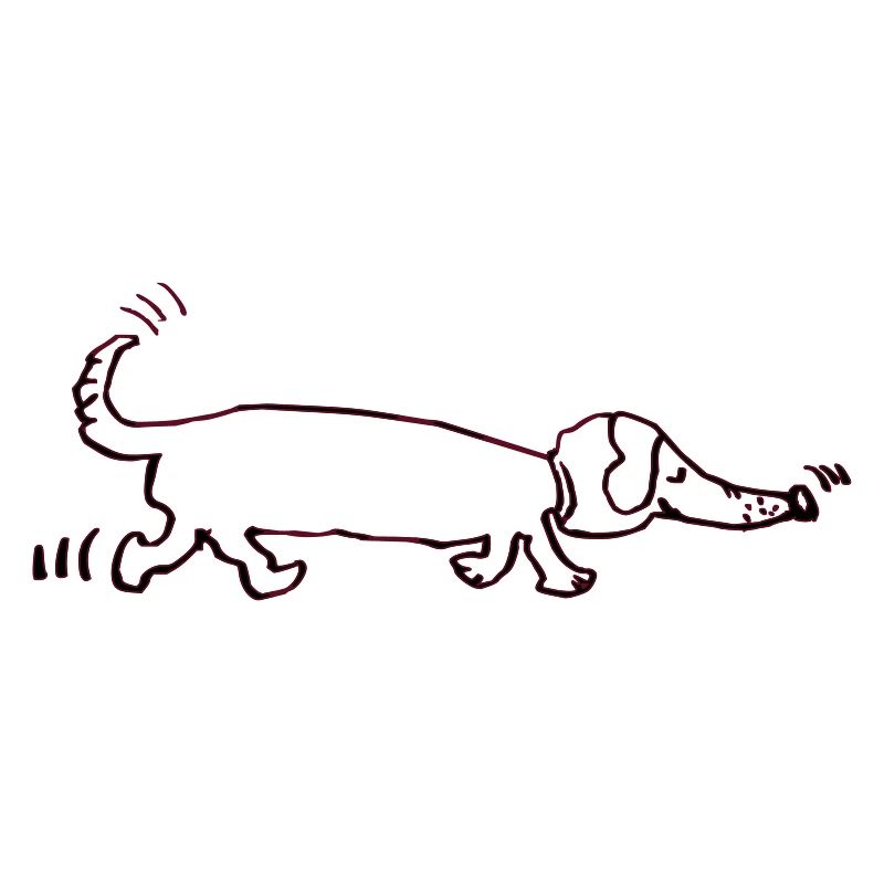 drôle teckel, teckel, chien, teckel