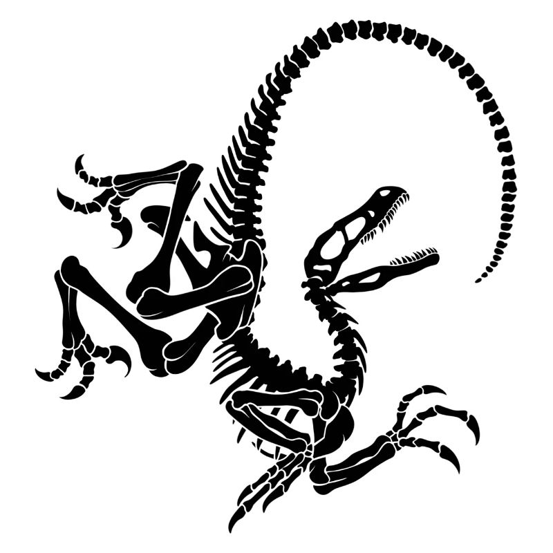 Squelette de raptor