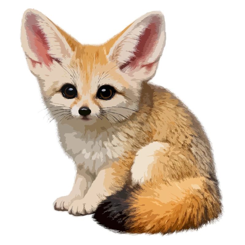 Fennec-Wüstenfuchs