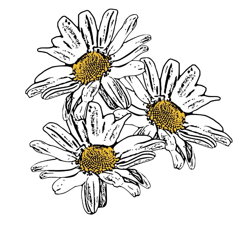 Fleur Fleur Blanche Fleurs Blanches Fleurs Blanches