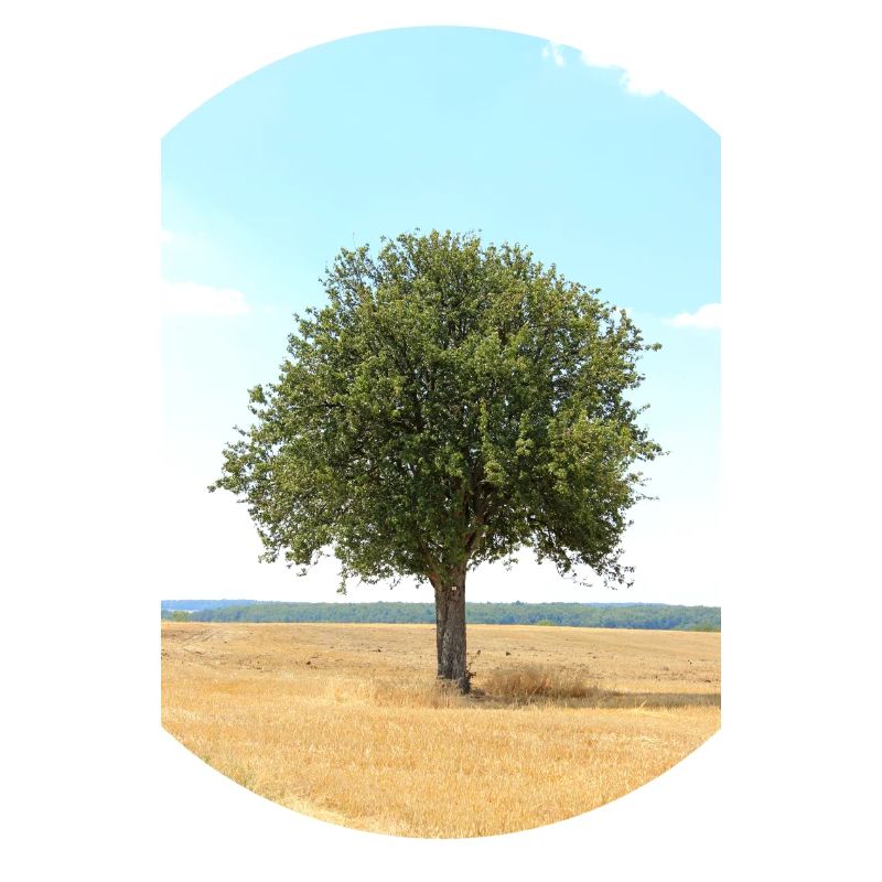 Tree, Environment, Nature