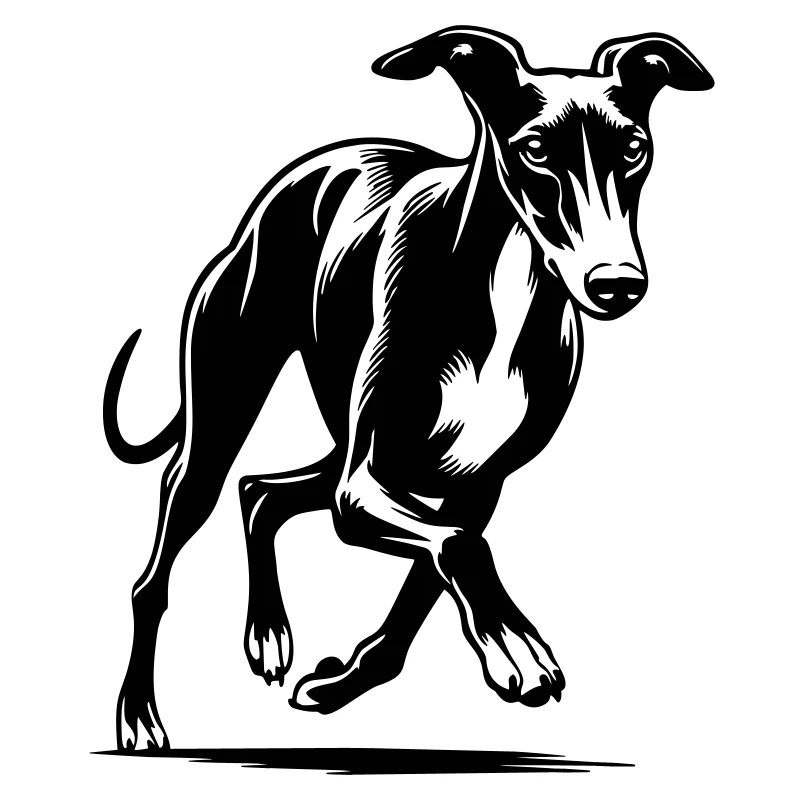 Whippet