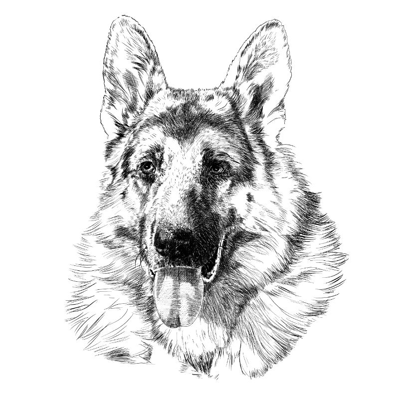 Schäferhund