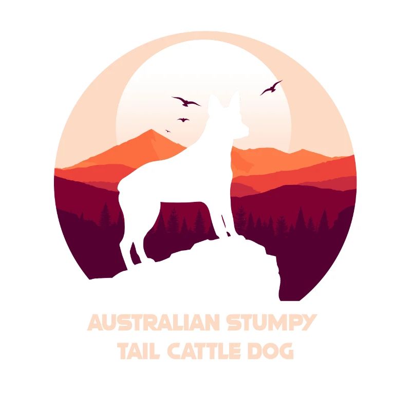 Australian Stumpy Tail Cattle Dog