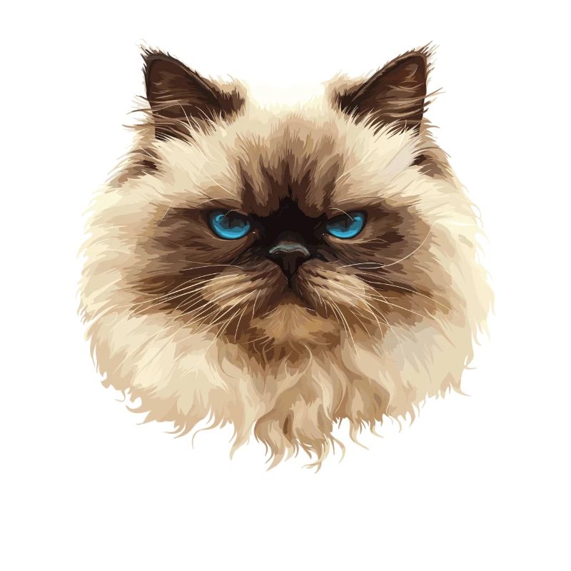 Himalayan Cat Colourpoint Katze