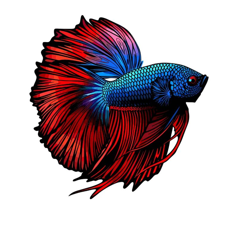 Bettas Betta Fish Betta