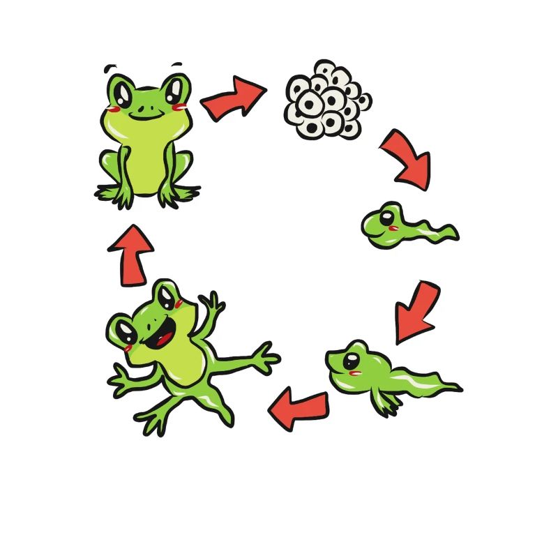 Science biology frog