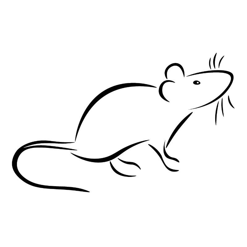 Ratte und Maus - halten zahme Ratten oder Mäuse