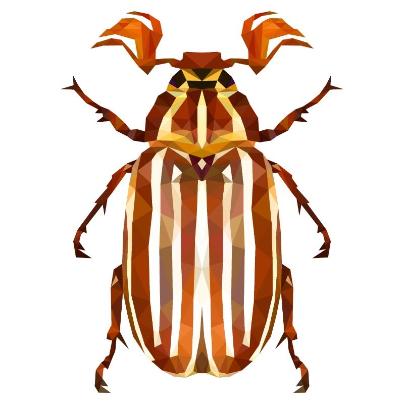Coléoptère de la pastèque