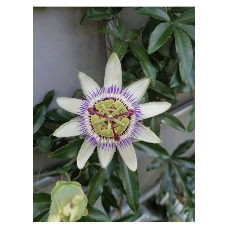 Passiflora fleur de Fruit de la Passion