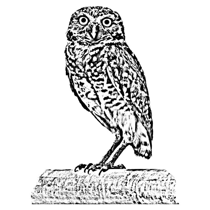 Die Eule