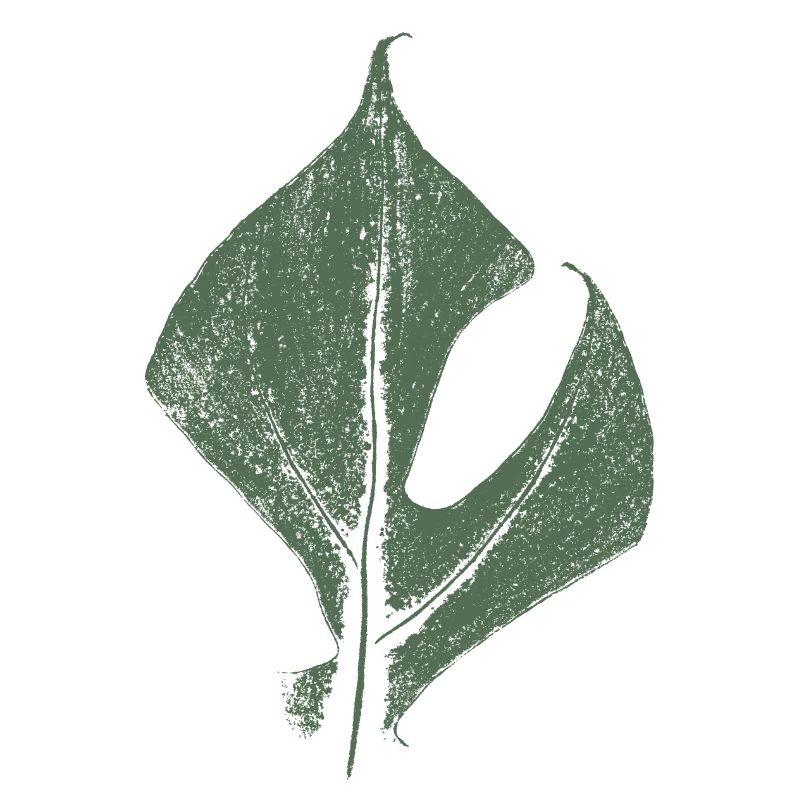 Monstrea (Rhaphidophora tetrasperma) leaf