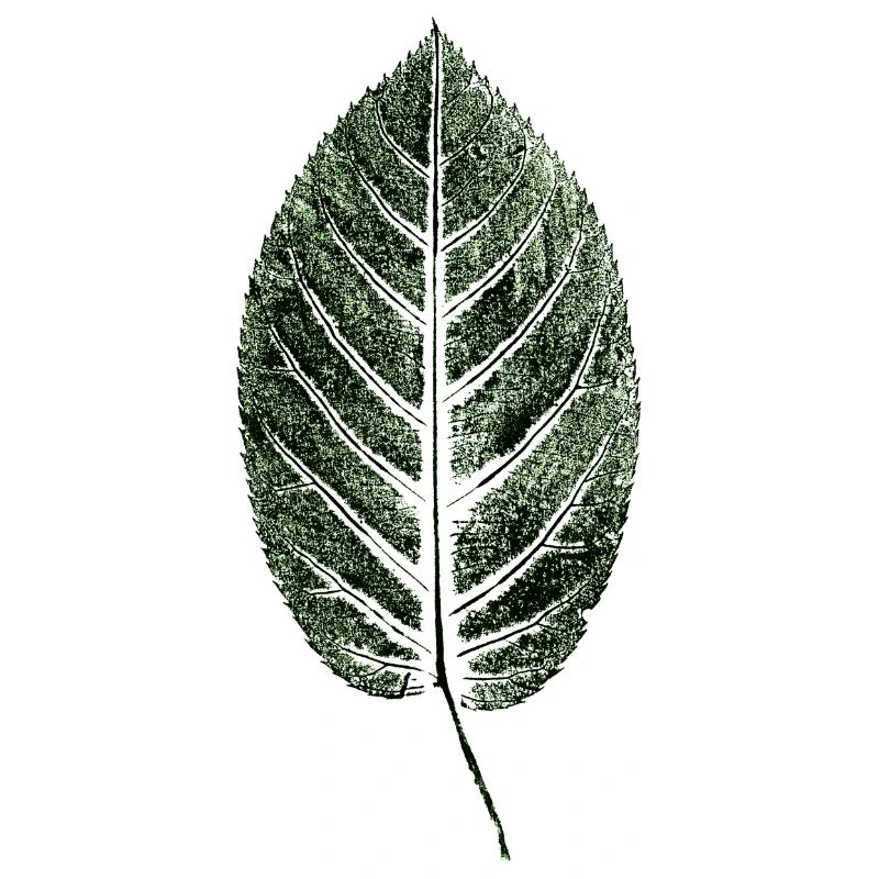 Beech Sheet / Leaf / GREEN