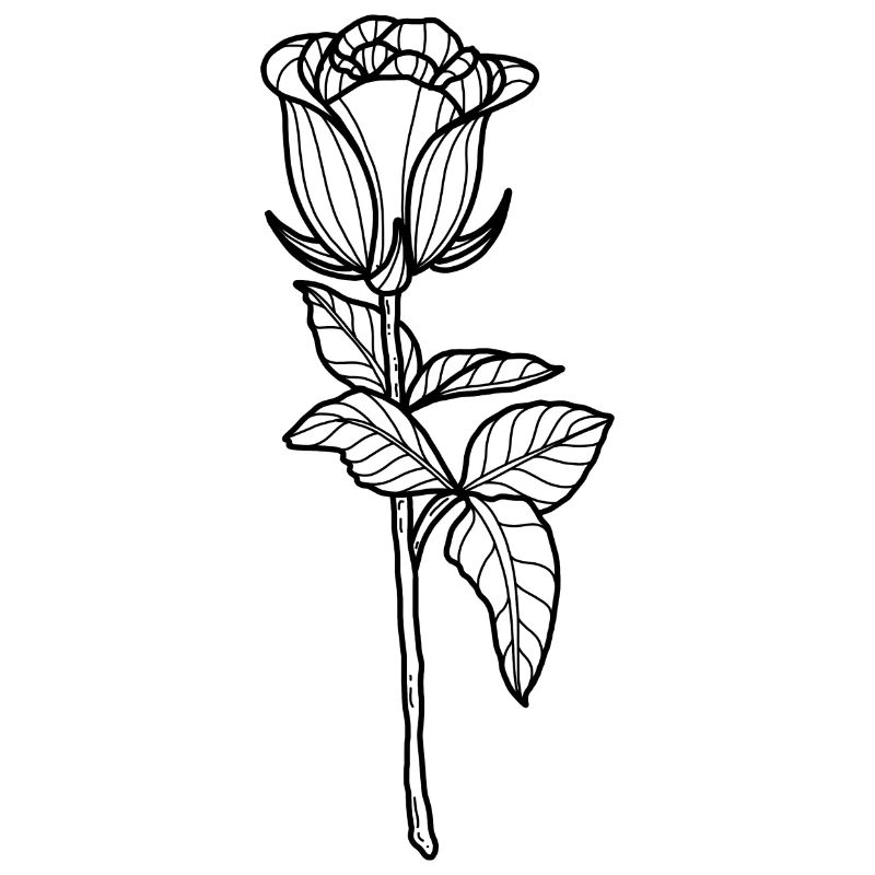 Rose fleur