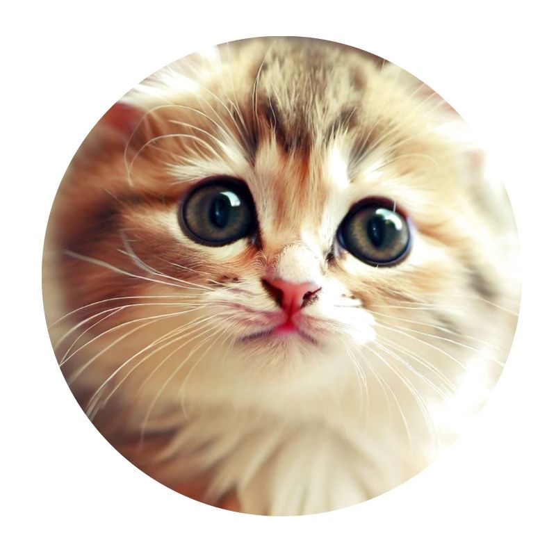 chat mignon