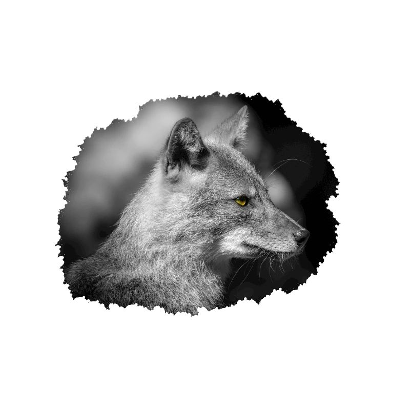 Fuchs
