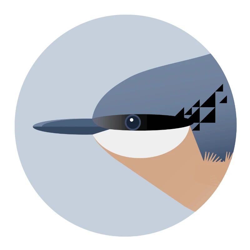 Oiseau Nuthatch / Portrait