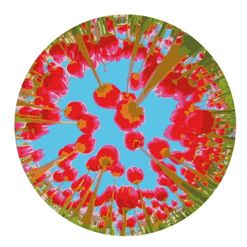 TULIPES