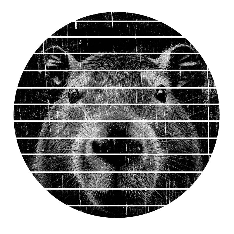 Capybara Portrait Capybara