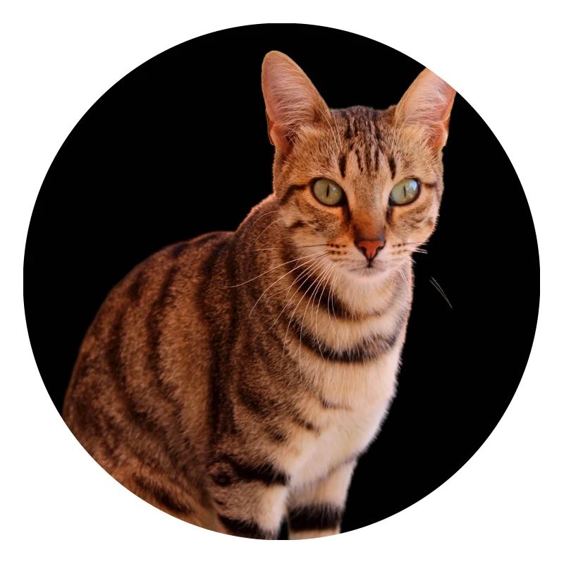 Chat chat chaton doux