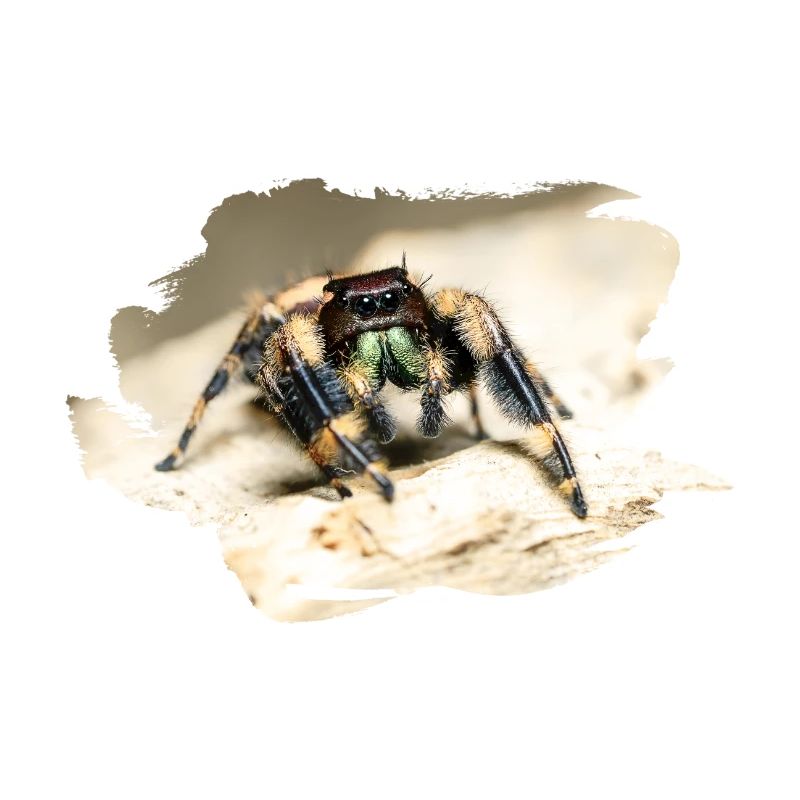 phidippus otiosus jumping spider, spring spinne