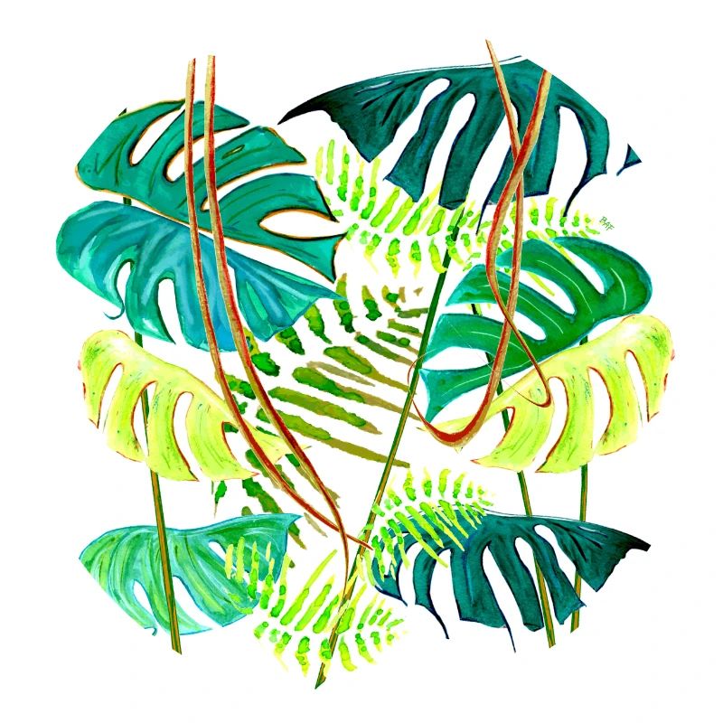 forêt tropicale monstera