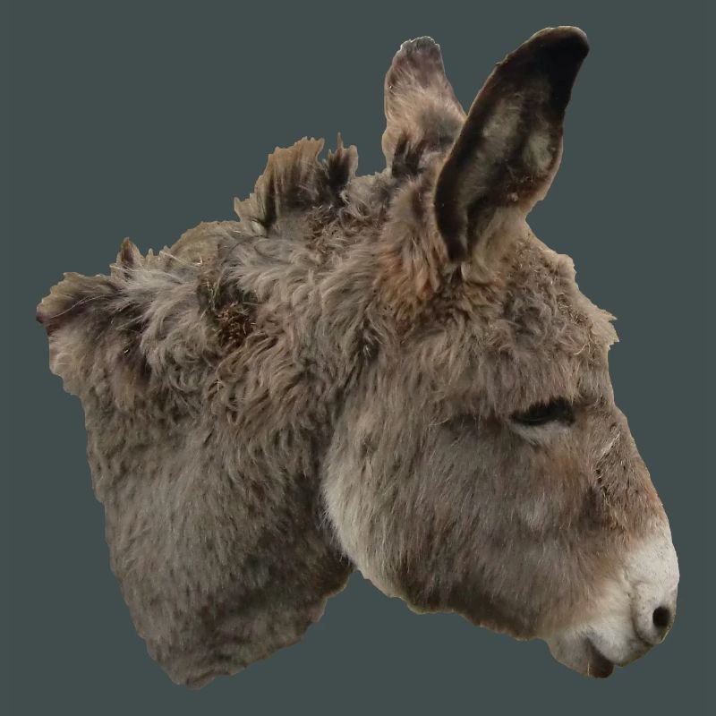 Donkey