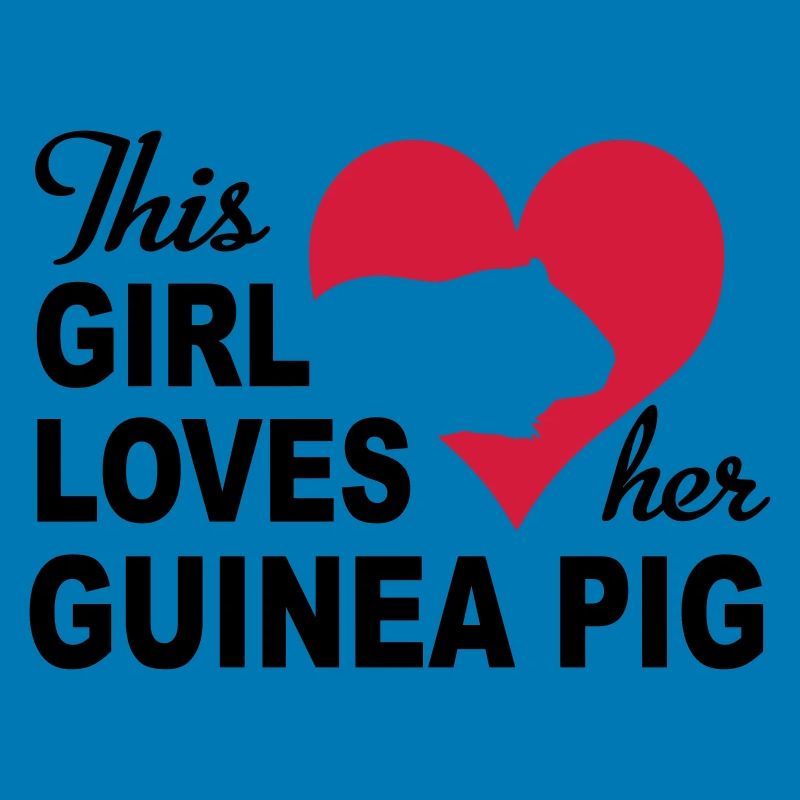 guinea pig