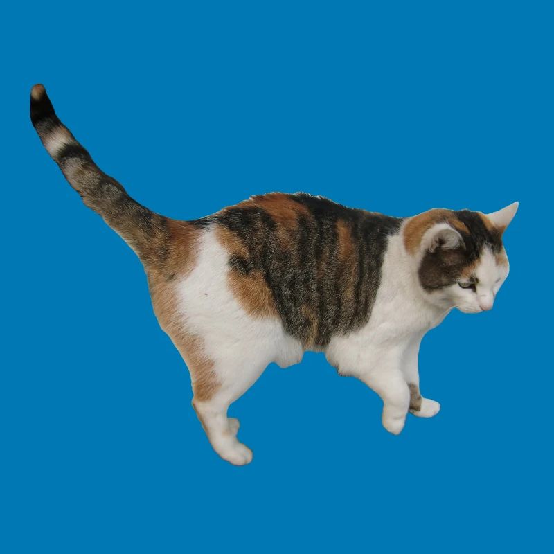 Chat