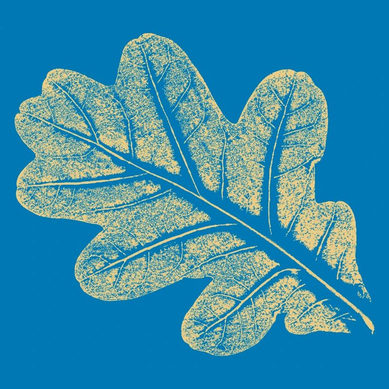 Leaf - Oak / Botany & Nature