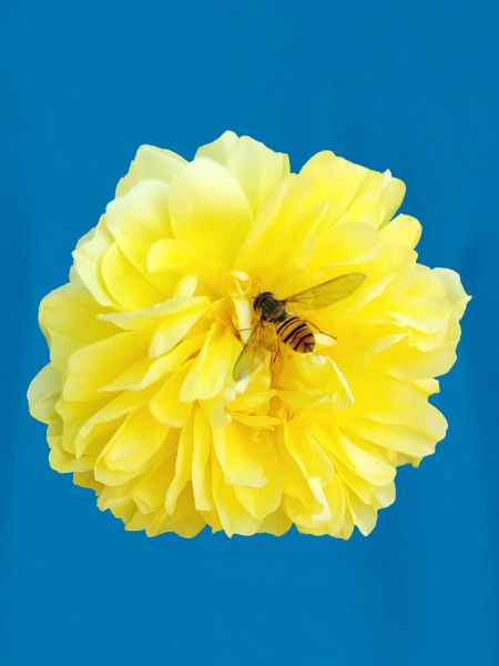 Yellow_Rose_-_Bee_Nature_Photography