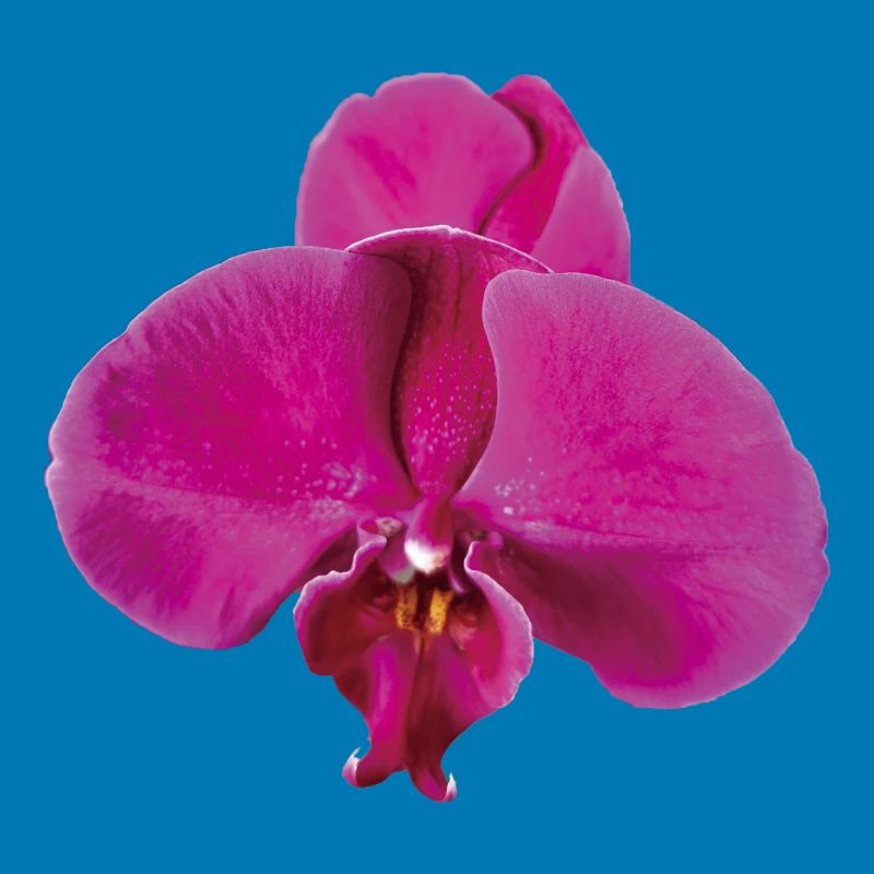 Vivid_Pink_Phalaenopsis_Noth_Orchid_Bloom