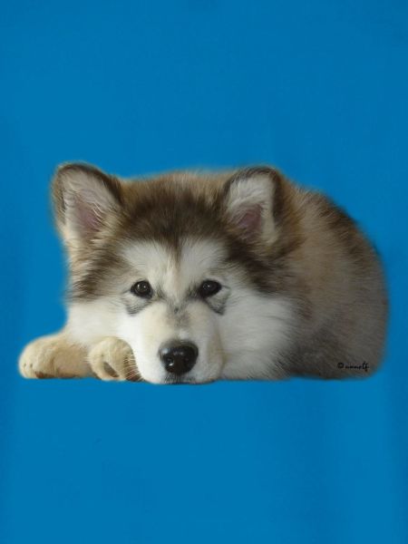 Maia Malamute Puppy