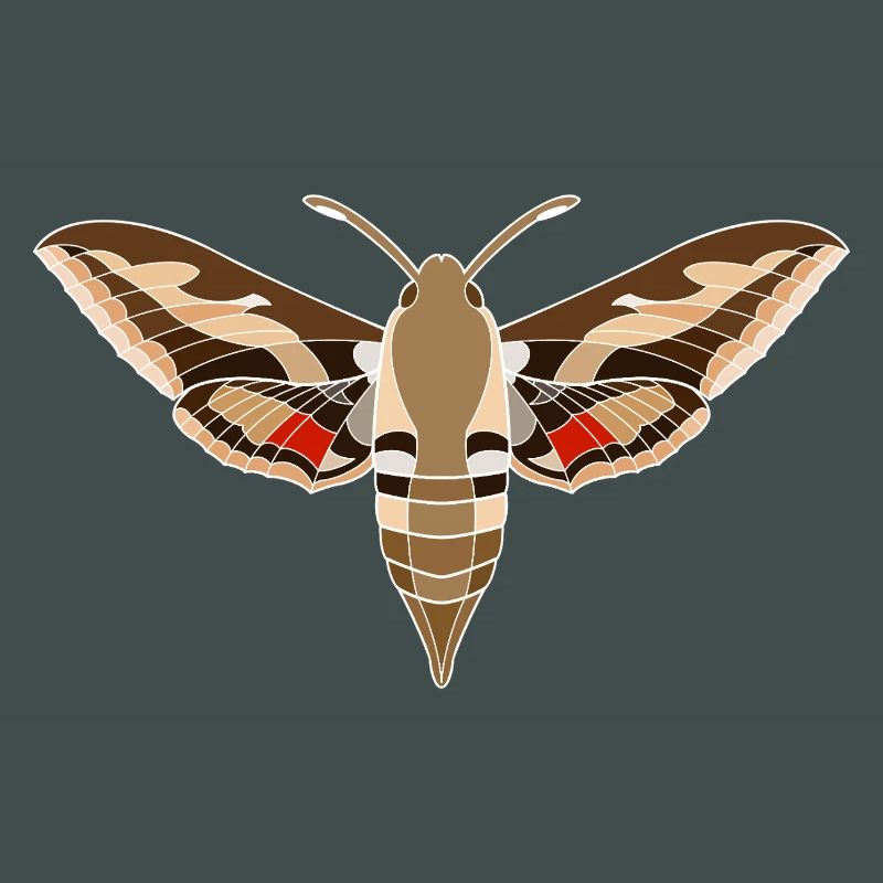 Bedstraw hawkmoth