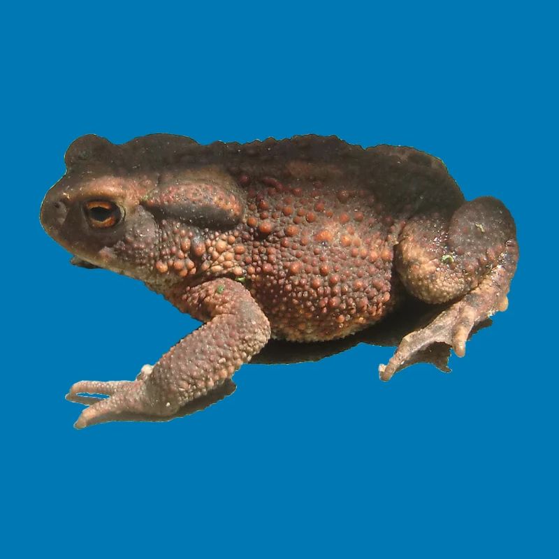 toad