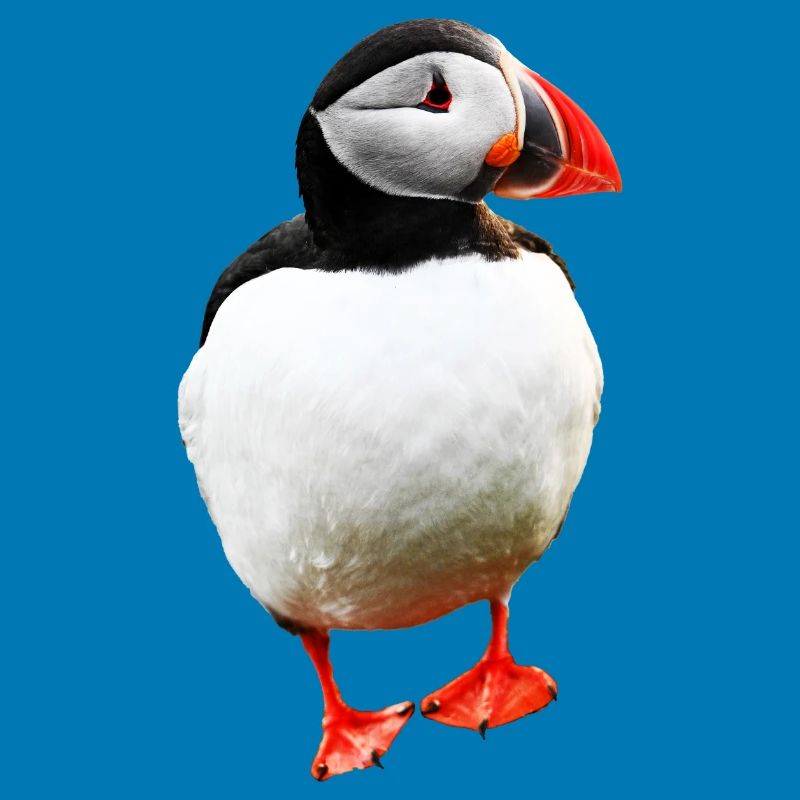 Puffin