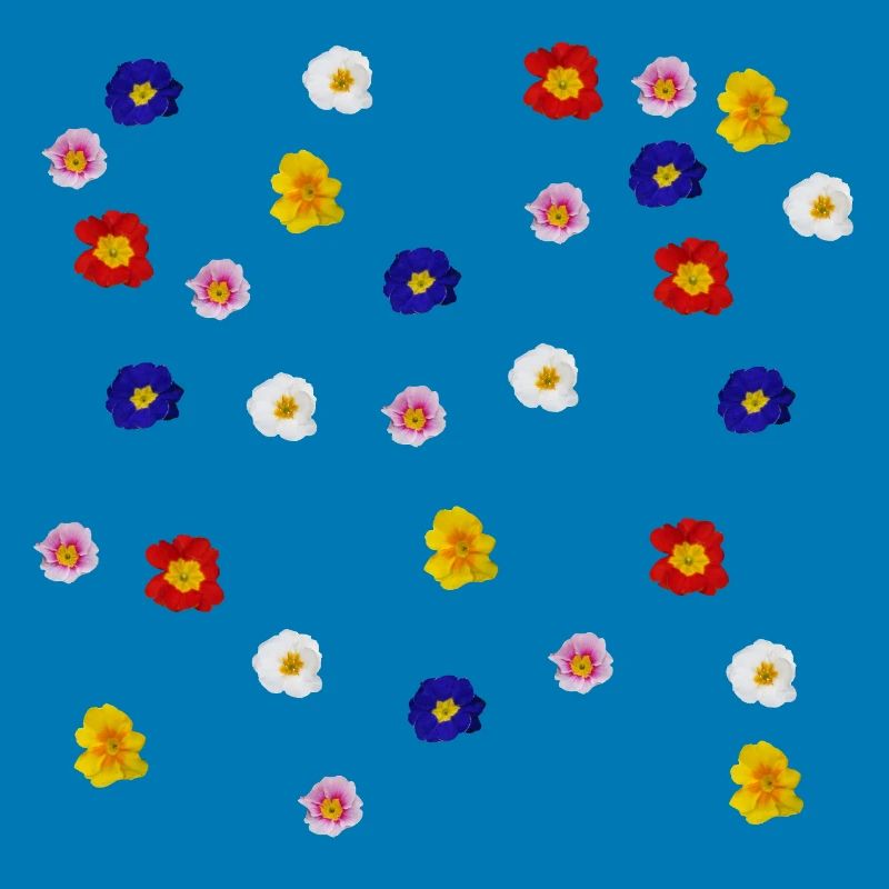 Primroses