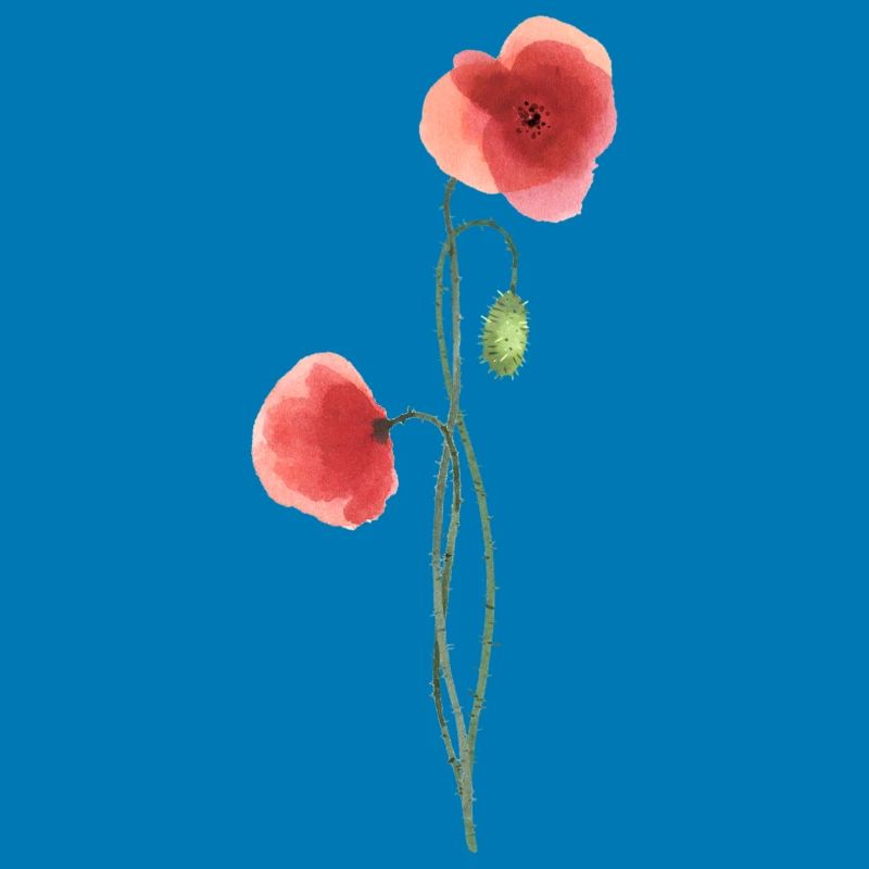 Flower: red poppy