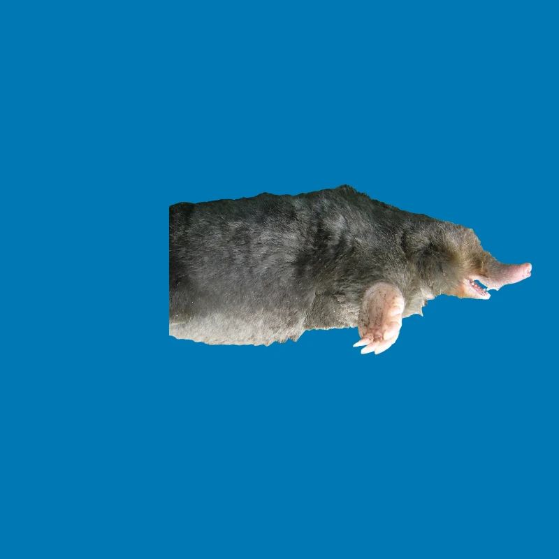 Mole