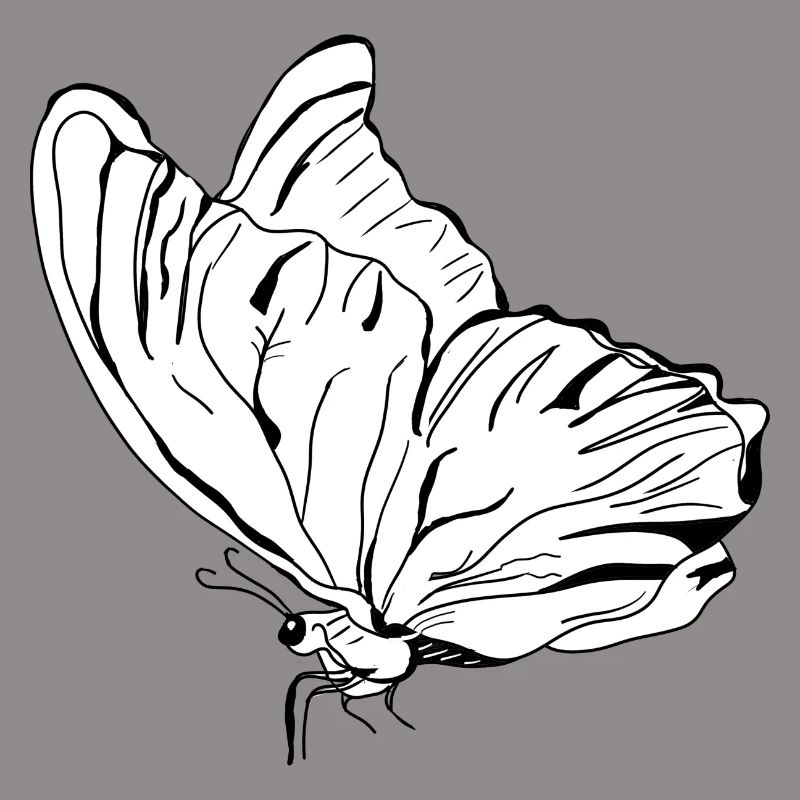 butterfly vecter