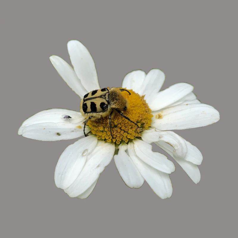 Bee chafer